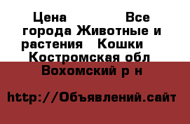 Zolton › Цена ­ 30 000 - Все города Животные и растения » Кошки   . Костромская обл.,Вохомский р-н